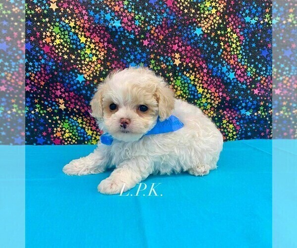 Medium Photo #2 Maltipoo Puppy For Sale in WINNSBORO, LA, USA