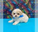 Small #1 Maltipoo
