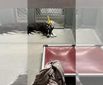 Small #3 American Pit Bull Terrier Mix