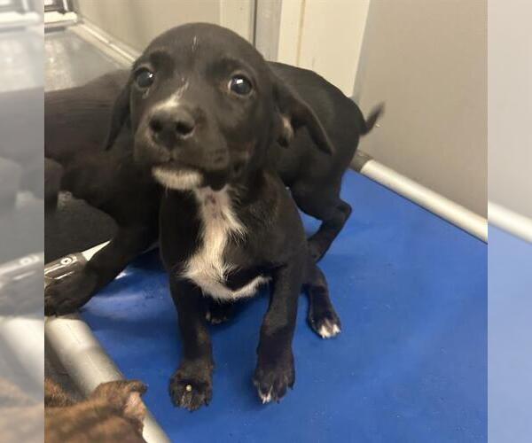 Medium Photo #1 American Staffordshire Terrier-Unknown Mix Puppy For Sale in San Antonio, TX, USA