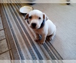 Small Photo #96 American Pit Bull Terrier-Labrador Retriever Mix Puppy For Sale in MOORESBORO, NC, USA