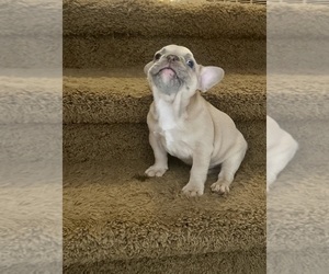 French Bulldog Puppy for Sale in BIG RAPIDS, Michigan USA