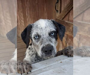 Australian Shepherd-German Shepherd Dog Mix Dogs for adoption in Bolivar, MO, USA