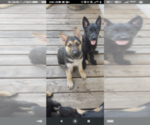 Small Photo #2 German Shepherd Dog Puppy For Sale in CLEARWATER, MN, USA