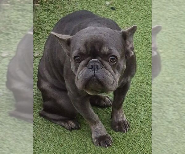 Medium Photo #2 French Bulldog Puppy For Sale in Carrollton, TX, USA