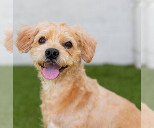 Glen of Imaal Terrier-Unknown Mix Dogs for adoption in Canton, CT, USA