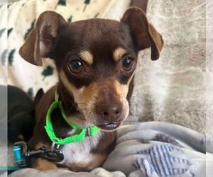 Chiweenie Dogs for adoption in Princeton, MN, USA