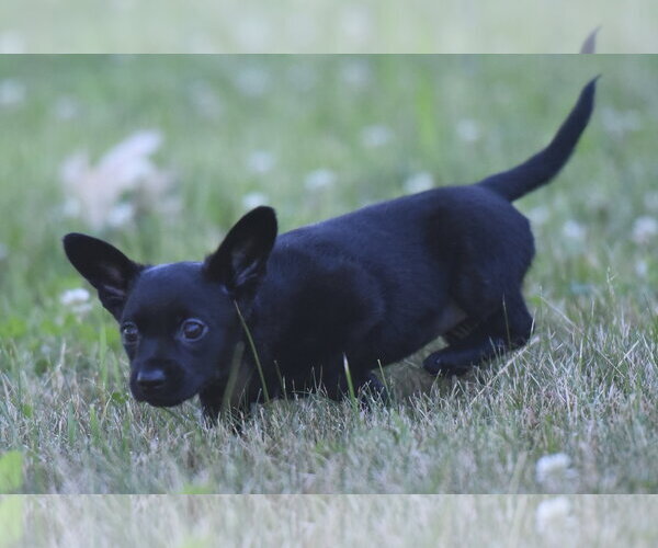 Medium Photo #3 Chihuahua Puppy For Sale in Mechanicsburg, PA, USA