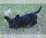 Small #2 Chihuahua