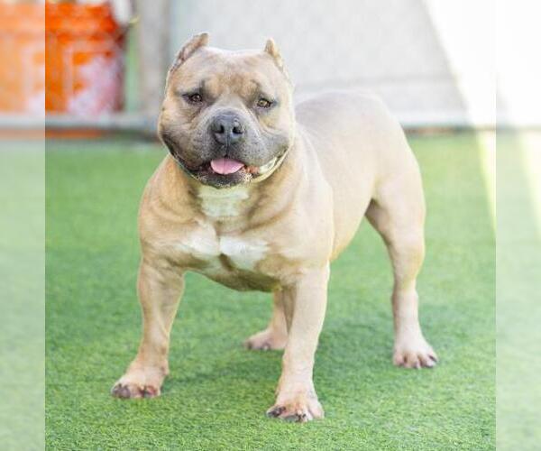 Medium Photo #1 Mutt Puppy For Sale in Camarillo, CA, USA