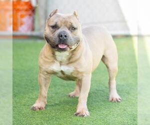 Mutt Dogs for adoption in Camarillo, CA, USA