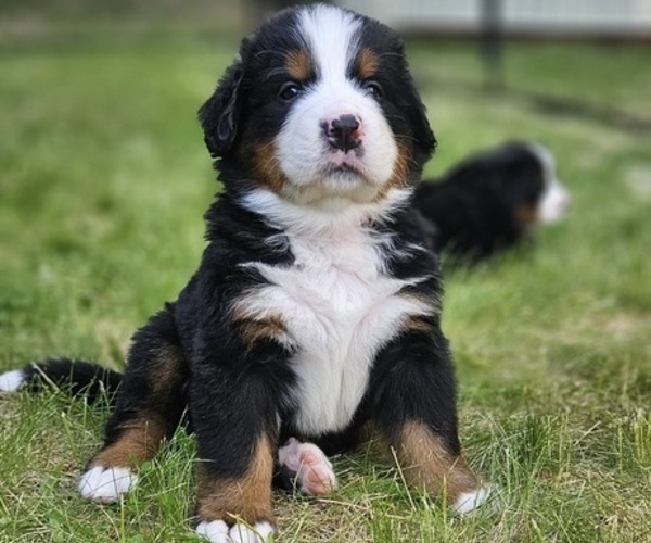 Medium Photo #2 Bernese Mountain Dog Puppy For Sale in SAINT MARIES, ID, USA