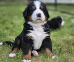 Small Photo #2 Bernese Mountain Dog Puppy For Sale in SAINT MARIES, ID, USA