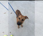 Small #1 American Pit Bull Terrier-Labrador Retriever Mix