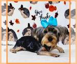 Small Photo #4 Yorkshire Terrier Puppy For Sale in TAYLOR, TX, USA