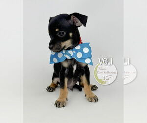 Medium Chihuahua Mix