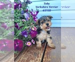 Puppy 0 Yorkshire Terrier