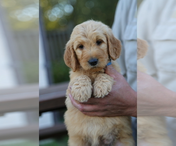 Medium Photo #1 Goldendoodle Puppy For Sale in FREDONIA, KY, USA