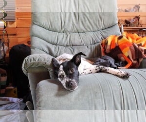 Pointer-Unknown Mix Dogs for adoption in NYC, NY, USA