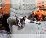 Small Pointer Mix