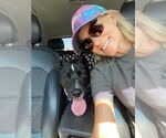 Small #2 Labrador Retriever Mix