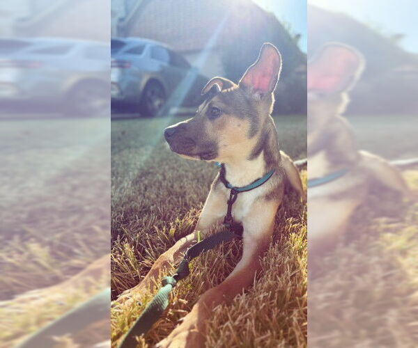 Medium Photo #2 Boxer-Unknown Mix Puppy For Sale in The Woodlands, TX, USA