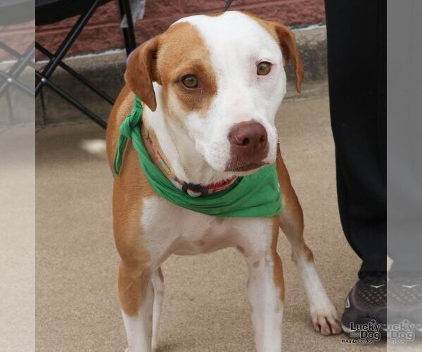 Medium Photo #3 Labrador Retriever-Unknown Mix Puppy For Sale in Washington, DC, USA