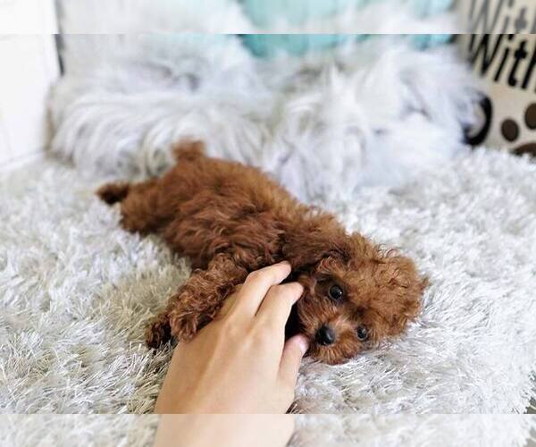 Medium Photo #5 Poodle (Toy) Puppy For Sale in FULLERTON, CA, USA