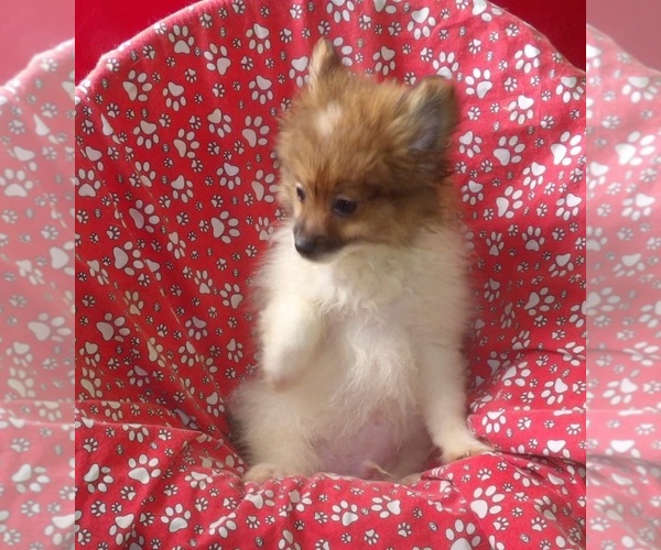 Medium Photo #3 Pomeranian Puppy For Sale in PATERSON, NJ, USA