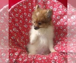 Small #2 Pomeranian