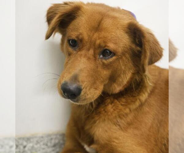 Medium Photo #1 Golden Retriever-Unknown Mix Puppy For Sale in San Antonio, TX, USA