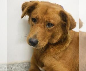 Golden Retriever-Unknown Mix Dogs for adoption in San Antonio, TX, USA