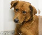 Small Golden Retriever Mix