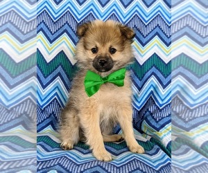 Pomeranian Puppy for sale in CHRISTIANA, PA, USA