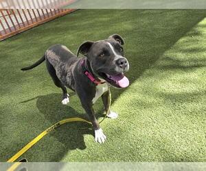 American Pit Bull Terrier-Unknown Mix Dogs for adoption in Las Vegas, NV, USA