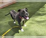 Small American Pit Bull Terrier Mix