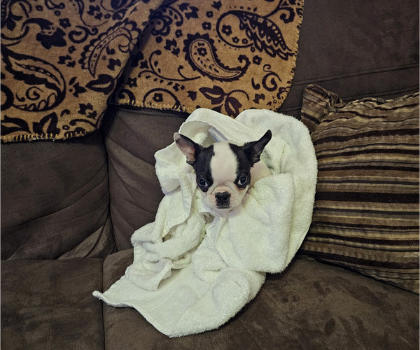 Medium Photo #4 Boston Terrier Puppy For Sale in AIKEN, SC, USA