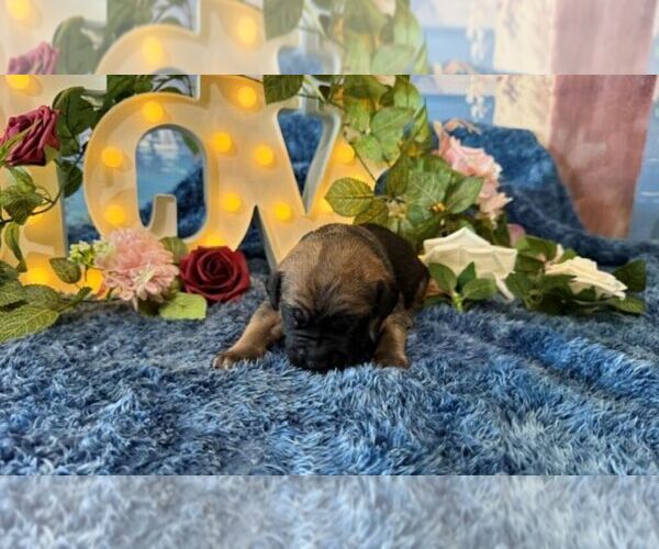 Medium Photo #2 Cane Corso Puppy For Sale in OOLOGAH, OK, USA