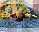 Small #1 Cane Corso