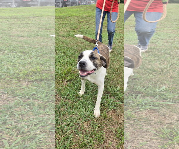 Medium Photo #6 Mutt Puppy For Sale in Rustburg, VA, USA