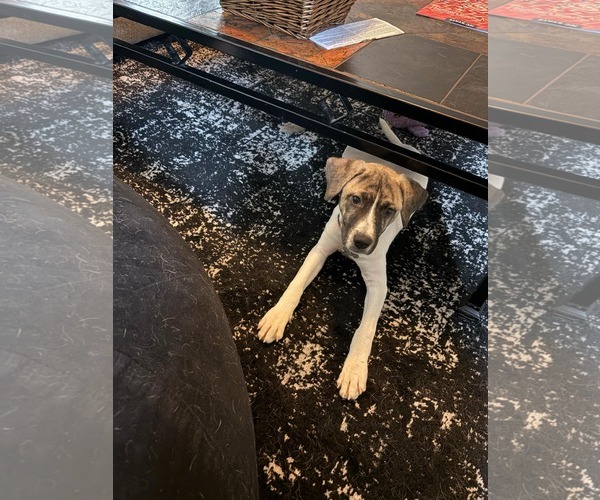 Medium Photo #9 Labrador Retriever-Unknown Mix Puppy For Sale in Holly Springs, NC, USA