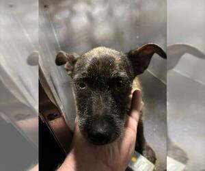 Mutt Dogs for adoption in Grand Prairie, TX, USA