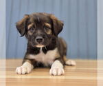 Small #1 Labrador Retriever-Pembroke Welsh Corgi Mix