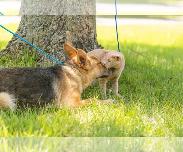 Medium Photo #3 German Shepherd Dog-Unknown Mix Puppy For Sale in La Grange , NC, USA