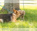 Small #2 German Shepherd Dog Mix