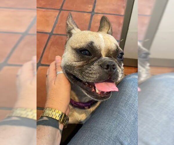 Medium Photo #11 Faux Frenchbo Bulldog Puppy For Sale in San Diego, CA, USA