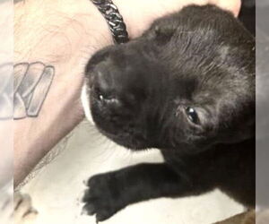 Mutt Dogs for adoption in Houston, TX, USA