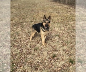 German Shepherd Dog Puppy for Sale in SPRINGFIELD, Illinois USA