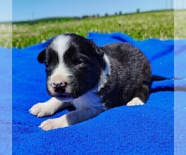 Medium Photo #28 Border Collie Puppy For Sale in NORBORNE, MO, USA