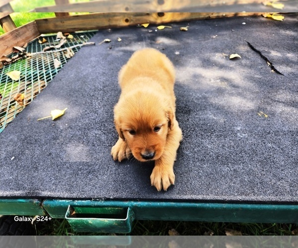 Medium Photo #4 Golden Retriever Puppy For Sale in LEON, KS, USA